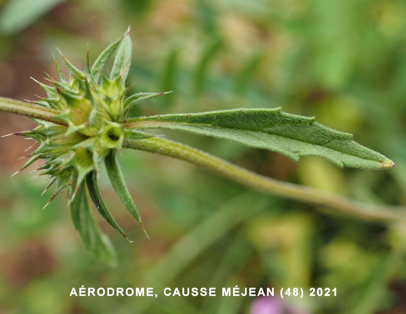 Hemp-Nettle, Narrow-leaved leaf